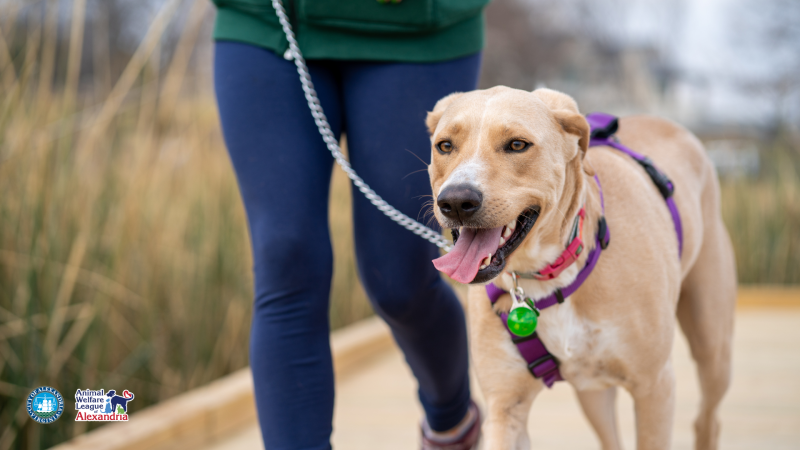 dog being walked on leash with owner in background